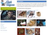 Voir la fiche : chat mignon