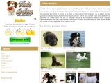 Voir la fiche : photo de chien