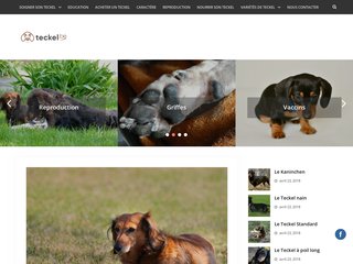 Teckel à poil dur en Belgique